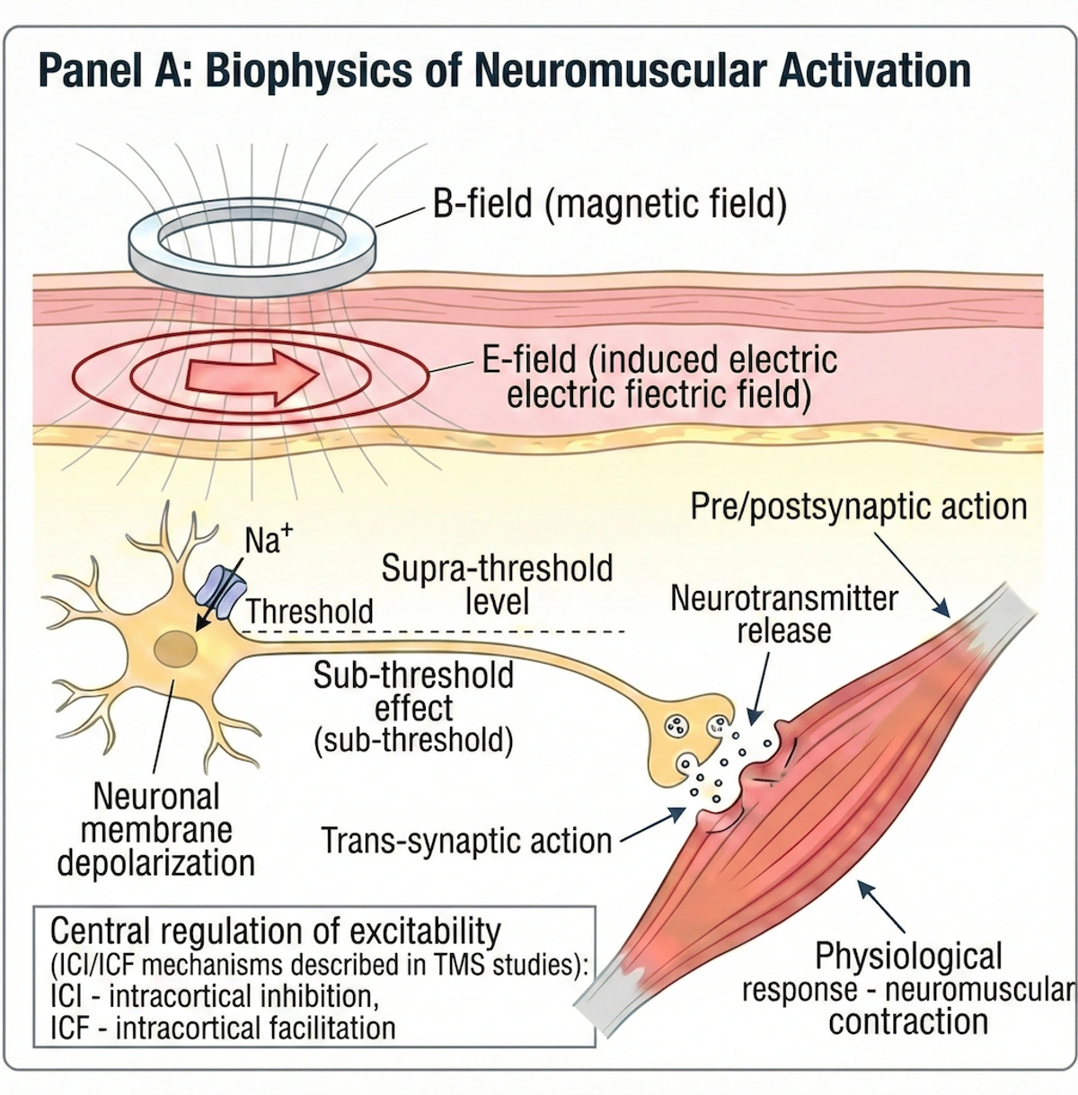 Diagramma della cascata di attivazione neuromuscolare B→E→depolarizzazione
