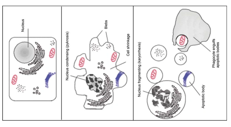 Illustrazione per lo studio sui marcatori biochimici del danno muscolare 2